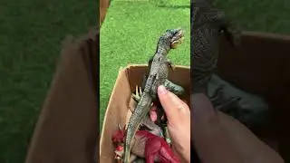 Dinosaur Jurassic World Toy In The Box ASMR Review