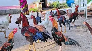 Ghr me aseel murgi ka palan #aseelmurga #asheel  @khetikisani36