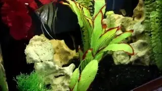 Aqualease Aquarium Rentals - Cube 200