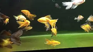 Veiltail Goldfish of all Ages plus a Ryukin Goldfish