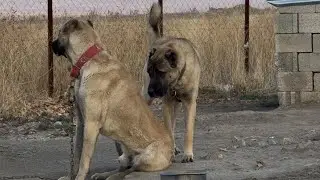 YENİ LİDER KARABAŞ..! SIRASIYLA B&Uuml;T&Uuml;N K&Ouml;PEKLERE G&Ouml;Z DAĞI VERDİ.