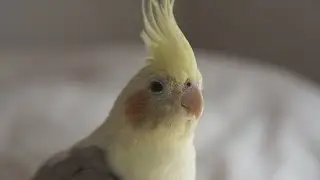 ねんがんのオカメインコが来てから１年半が経った