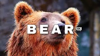 THE BEAR IS VERY DANGEROUS 8k ULTRA HDR 60(FPS)