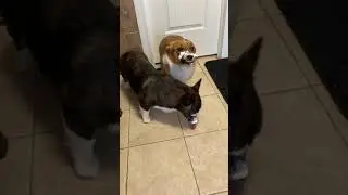 Corgi sisters🥰