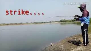 Sarang ikan payus,  Strike bertubi