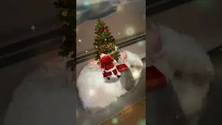 Merry Chrimis