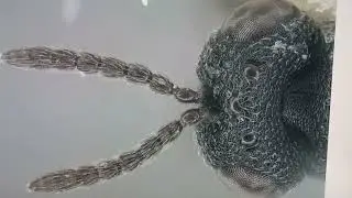 Eurytoma alhagicola Zerova from Ukraine. Holotype. Eurytomidae Collection. Inst Zoology Kyiv Ukraine