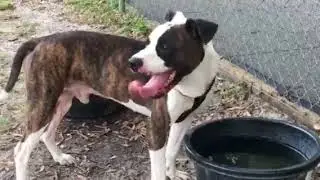 Meet Bud a Mixed Breed Large (over 44 lbs fully grown) currently available for adoption at Petango.