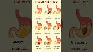 How Long Does It Take To Digest Different Fruits? 🍉🍎 #healthyeating #healthylifestyle #shorts #viral