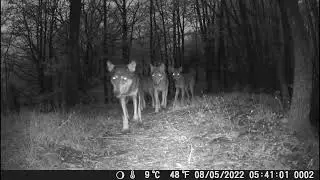 7 wolves - Italian wolf pack, Tuscany