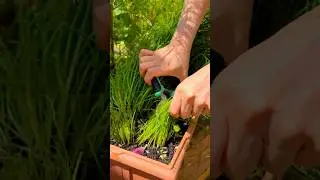 Satisfying Harvest Fresh Chives