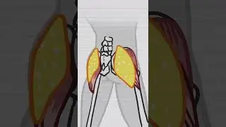 Why are humans the only animals to wipe their butt?