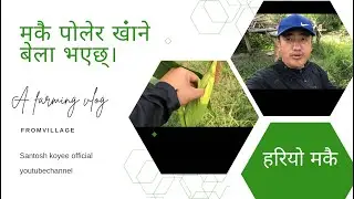 हरियो मकै खानु पर्छ है अब || village life || Santosh koyee official ||