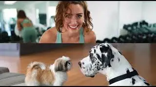 Funny Pet #DogDrama #Affenpinscher #GreatDane #VintageVibes #PetComedy 126 