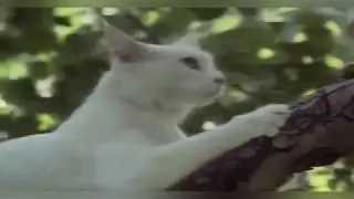 Animal Helps And Saves Others Animal 2018-Animal Heroes    Try To Watch This Without Crying