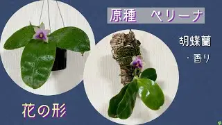 2022年11月7日　原種の胡蝶蘭《ベリーナ》　2株咲いて来ましたが花の形が異なります　丸いタイプとシュッとおすましタイプ　共に香りがあります（爽やかなﾂﾝ!）　購入する際は花の形を見てから🌸