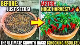 Chilli Plant Growing From Seed | Complete Process for Beginners