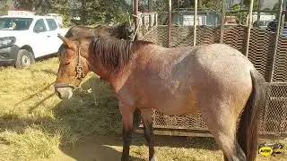 EL GANADO PESADO Y LOS BORREGOS EN LA PLAZA GANADERA DE TENANCINGO DE DEGOLLADO EN  EL EDOMEX.