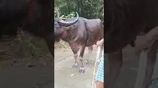 Assam Buffalo fight... New Buffalo. ..