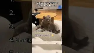 RANKING OF ANIMALS FUNNY MOMENTS