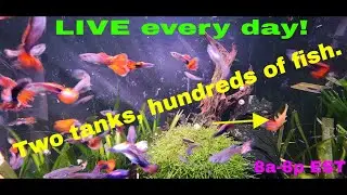 12 hours of the live stream from 8/31/2025 condensed into 1, no mid-roll ads