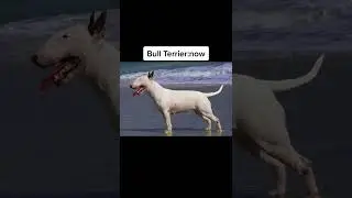 Dogs breeds 100 years ago vs today!!!