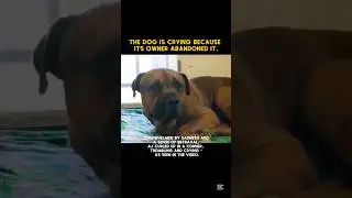 #dog #sadstory #animals #loyalty #emotions #heartbreaking #doglover #rescue #kindness #tears #usa