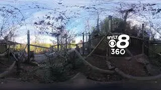 Inside Zoo Knoxville's Red Panda Enclosure // WVLT 360