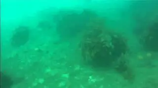 New Zealand Marine Turtle