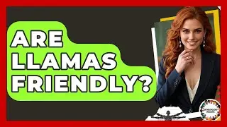 Are Llamas Friendly? - Anthropology Insights