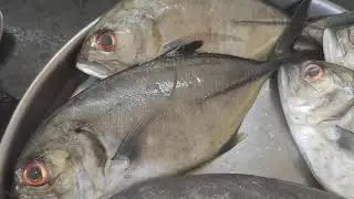 Fresh Black Pomfret in Mumbai! | Halwa Fish #blackpomfret #fish #whatscooking #youtube #poplet 