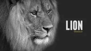 Lion vs Tiger - Comparison & Facts