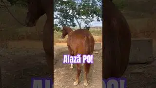 Potra quarto de milha alaz&atilde; PO!🐎🏜️😍🫶🏻