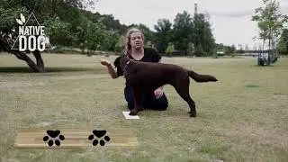 Nativedog - Lär hunden 