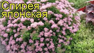 Спирея японская. Краткий обзор, описание характеристик spiraea japonica
