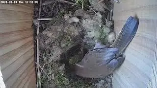 Day 22: Bewick's wren nest box