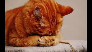 Clumsy cats and dogs - NOT TO STOP LAUGHING - only the best