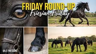 Friesian Friday Round-Up | Majestic Black Beauty Horses, Training, Riding & Grooming Highlights