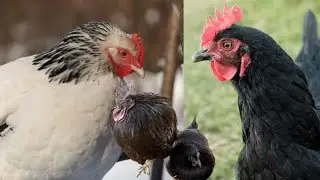 Winter Chickens Care Guide by Dr. ARSHAD veterinary Clinic
