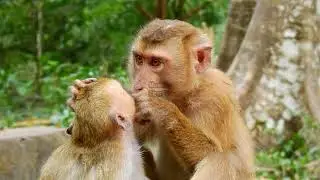 Monkey darrel is taking care poor monkey Rya