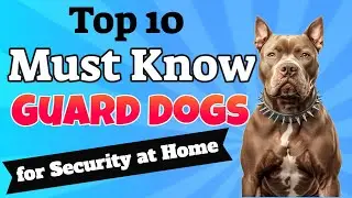 Top 10 Must Know Guard Dogs for Security at Home