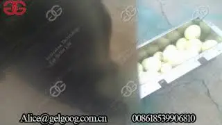 GELGOOG onion top and tail cutting machine green onion cutting machine