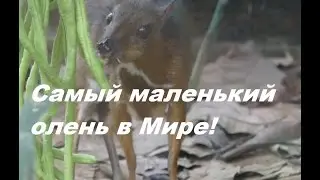 Самый маленький олень -Канчиль-Мышиный олень.The smallest deer -Kanchil - Mouse Deer.