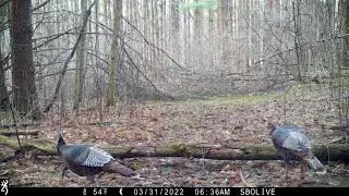 Bearded Hen Yelping | Flock of Eastern Wild Turkey Hens | Browning Recon Force Advantage