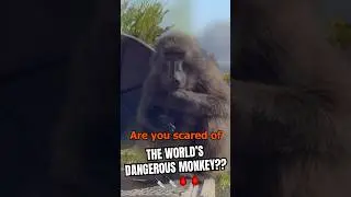 The Terrifying World's Dangerous Monkey - SFFOT