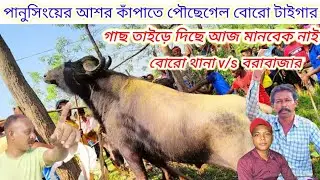 ধারগ্রাম পৌছেগেলো বোরো থানার জারাগড়া গ্রামের কাড়া। jaragora kara.dhargram kara 