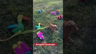 Springdale Australian Labradoodles &ldquo;Christmas in Whoville&rdquo; Puppies-6 Weeks Old