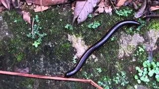 Giant Millipede Locomotion (13May2014)