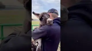 When Animals Love You 🥰 P47 #shorts