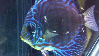 Alevines peces disco